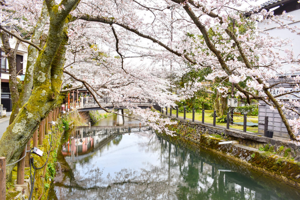 城崎温泉の風景_春の桜